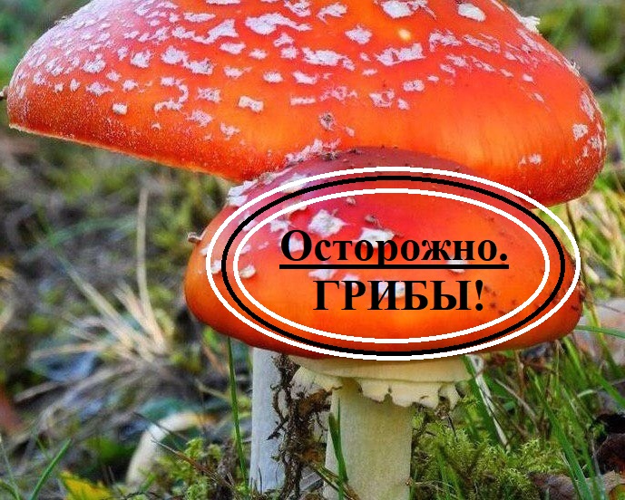 ПРОФИЛАКТИКА ОТРАВЛЕНИЯ ГРИБАМИ.